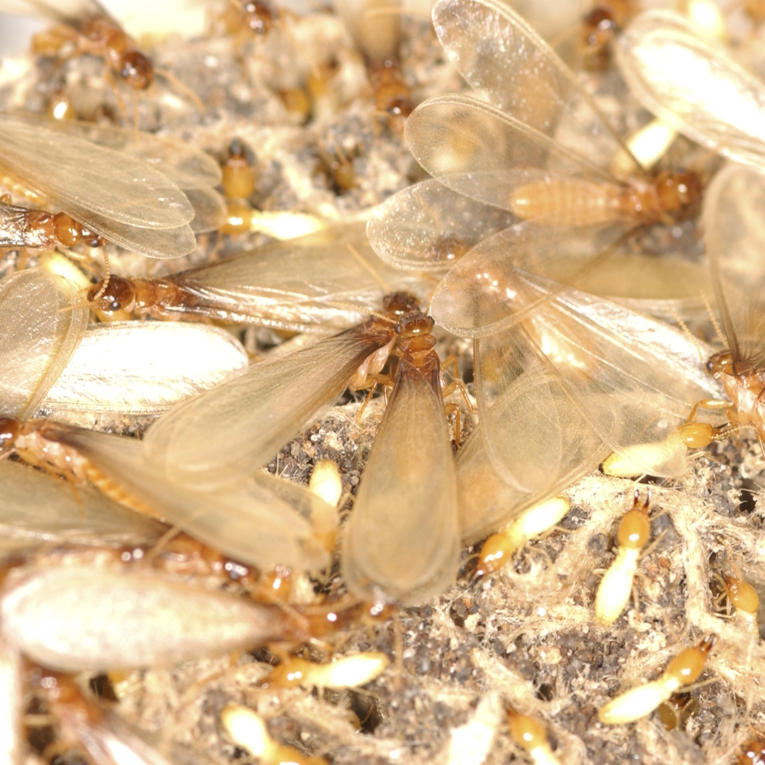 termite swarm season