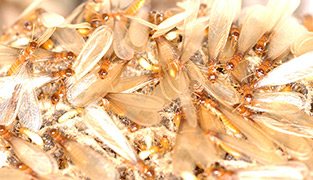 Reproductive Termite Pairs