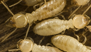Termite workers