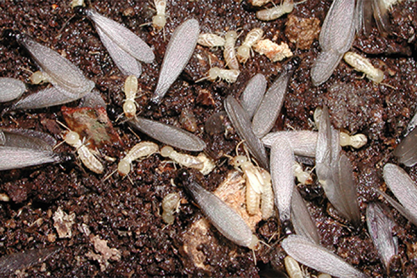 Swarming termites
